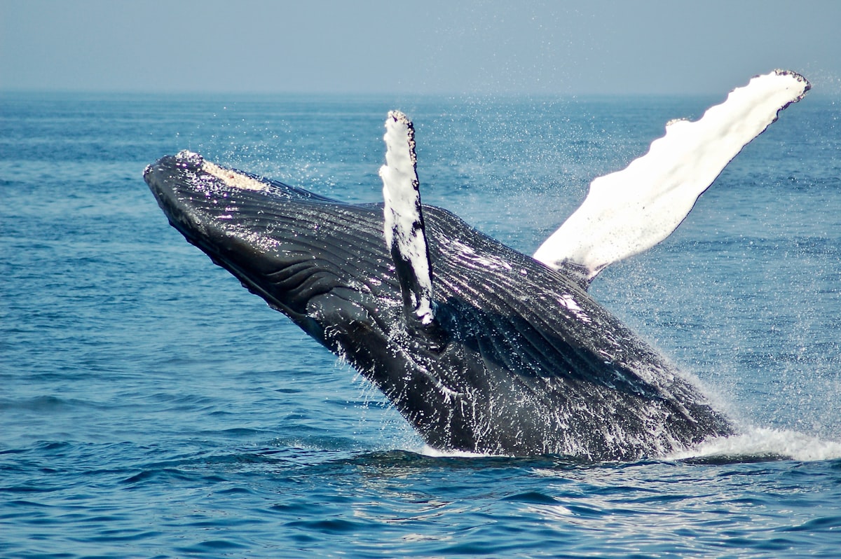 The Ultimate Guide to Whale Watching in Hermanus